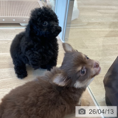 トイ・プードルの写真