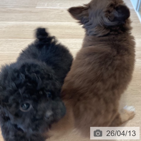 トイ・プードルの写真