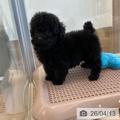 トイ・プードルの写真