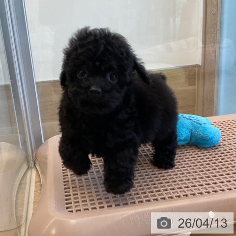 トイ・プードルの写真