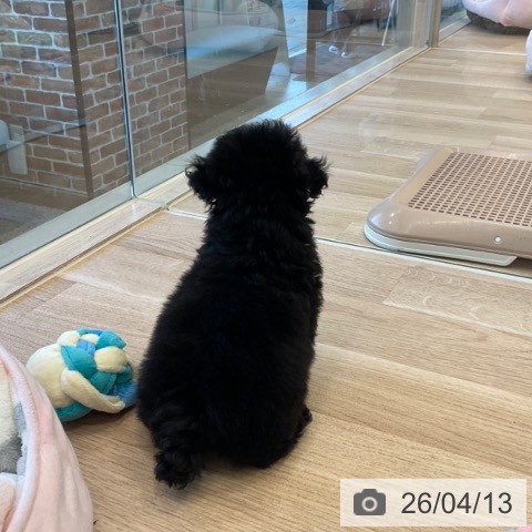 トイ・プードルの写真