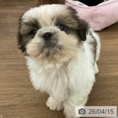 シー・ズーの写真