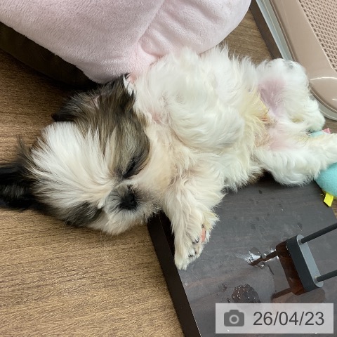 千葉県のシーズー (ペットプラス ユーカリが丘店/2026年2月10日生まれ/男の子/ホワイトゴールド)の子犬の4枚目の画像