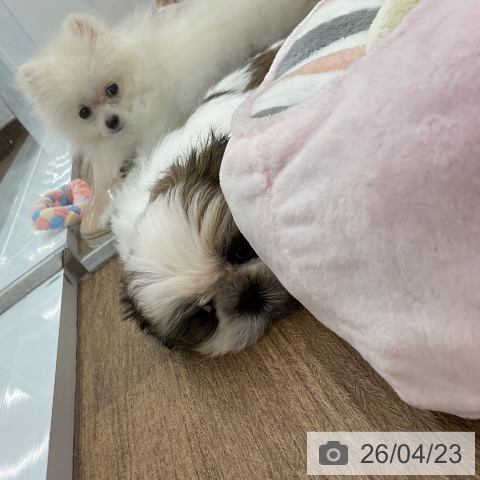 千葉県のシーズー (ペッツワン 千葉ニュータウン店/2026年2月10日生まれ/男の子/ホワイトゴールド)の子犬の4枚目の画像