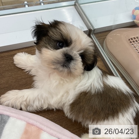 千葉県のシーズー (ペッツワン 千葉ニュータウン店/2026年2月10日生まれ/男の子/ホワイトゴールド)の子犬の3枚目の画像