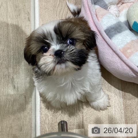 山形県のシーズー (ペットプラス 天童店/2026年2月10日生まれ/男の子/ホワイトゴールド)の子犬の4枚目の画像