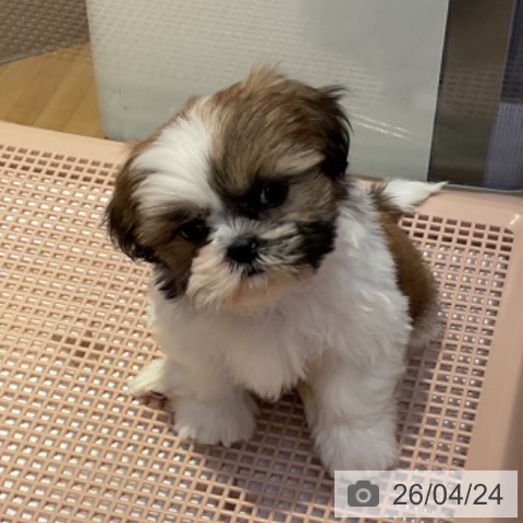 山形県のシーズー (ペットプラス 天童店/2026年2月10日生まれ/男の子/ホワイトゴールド)の子犬の3枚目の画像