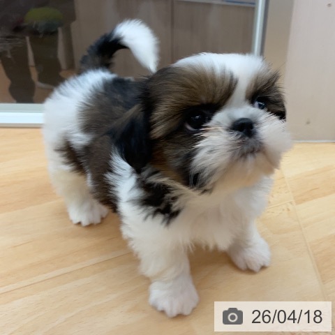 シー・ズーの写真