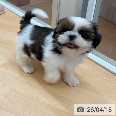 シー・ズーの写真