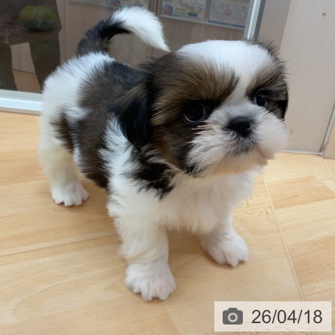 シー・ズーの写真