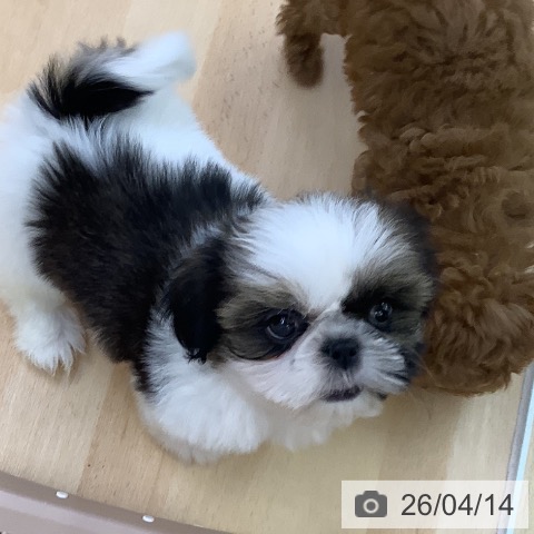 シー・ズーの写真