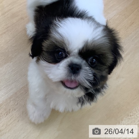 シー・ズーの写真