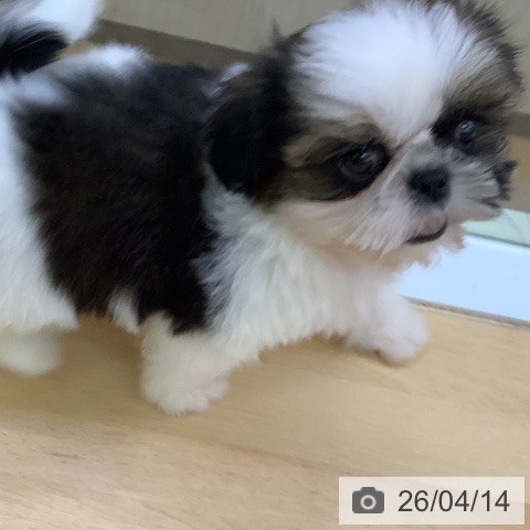 シー・ズーの写真