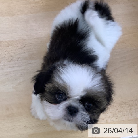 シー・ズーの写真