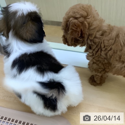 シー・ズーの写真