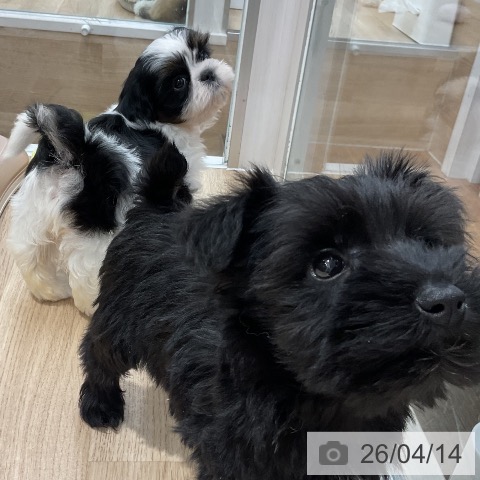 シー・ズーの写真