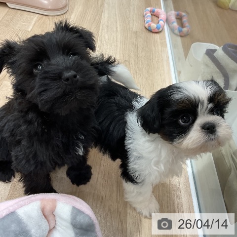 シー・ズーの写真