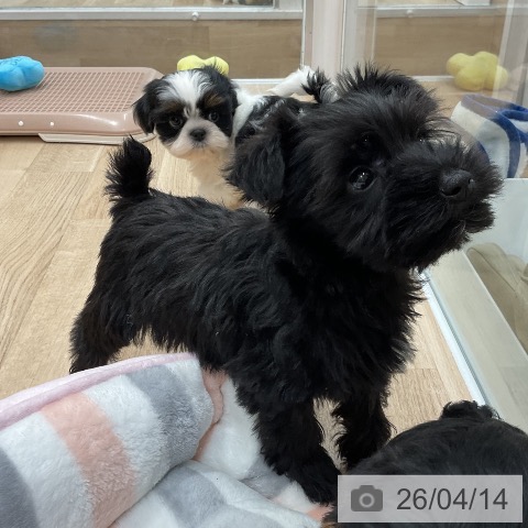 シー・ズーの写真