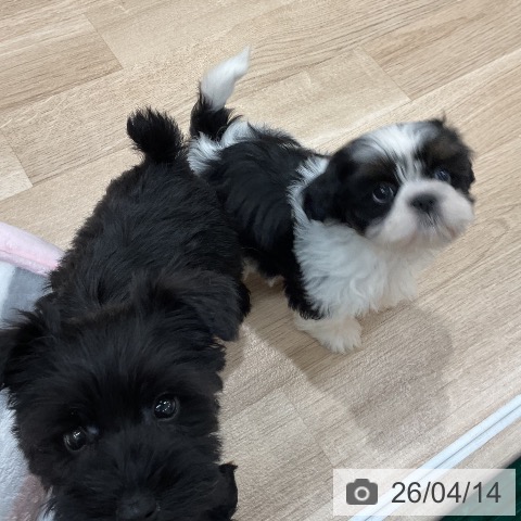 シー・ズーの写真