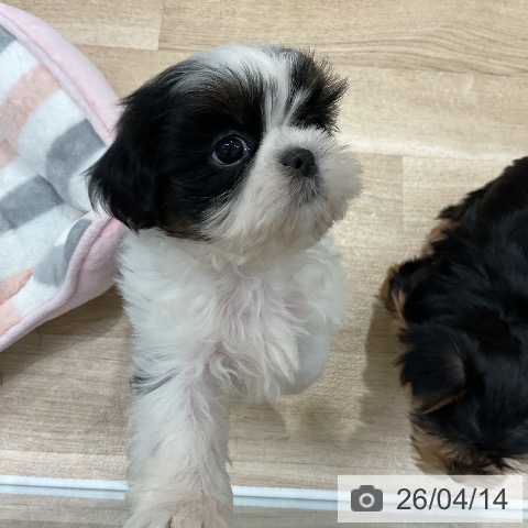 シー・ズーの写真