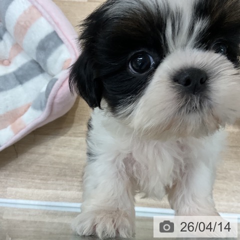 シー・ズーの写真