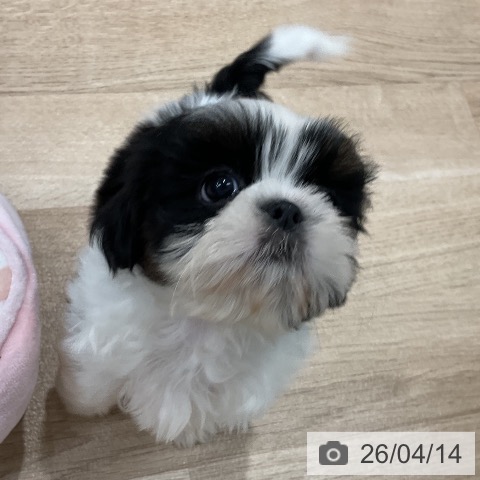 シー・ズーの写真