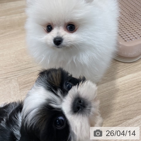 シー・ズーの写真