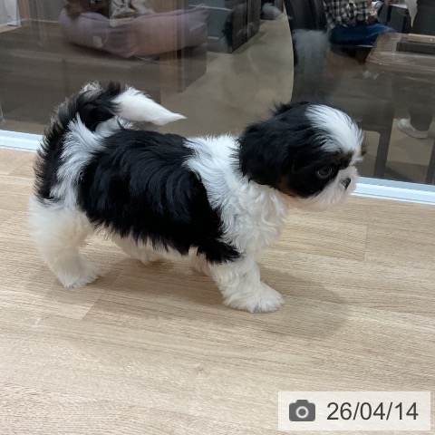 シー・ズーの写真