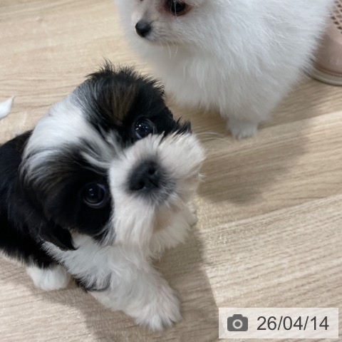 シー・ズーの写真