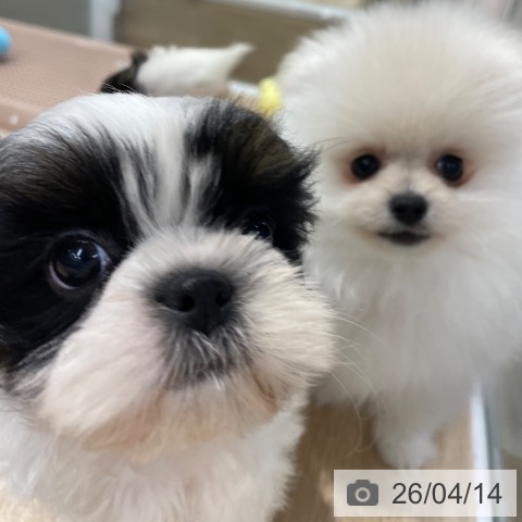 シー・ズーの写真