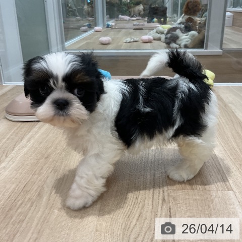 福岡県のシーズー (ペットプラス 八幡東店/2026年2月10日生まれ/女の子/ブラックタンホワイト)の子犬の4枚目の画像