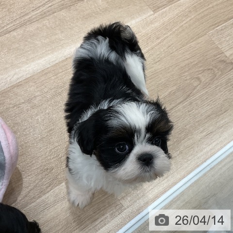 福岡県のシーズー (ペットプラス 八幡東店/2026年2月10日生まれ/女の子/ブラックタンホワイト)の子犬の3枚目の画像