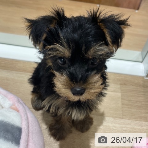 長野県のヨークシャーテリア (ペットプラス 須坂店/2026年2月11日生まれ/男の子/スチールブルータン)の子犬の4枚目の画像