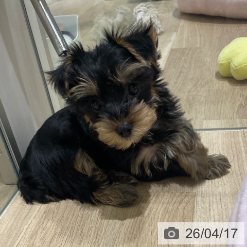 長野県のヨークシャーテリア (ペットプラス 須坂店/2026年2月11日生まれ/男の子/スチールブルータン)の子犬の3枚目の画像