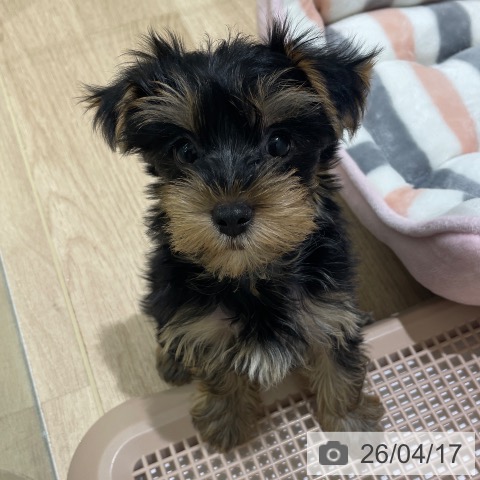 長野県のヨークシャーテリア (ペットプラス 須坂店/2026年2月11日生まれ/男の子/スチールブルータン)の子犬の4枚目の画像