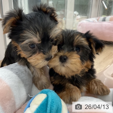 ヨークシャー・テリアの写真