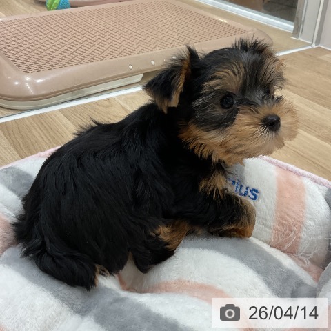 ヨークシャー・テリアの写真