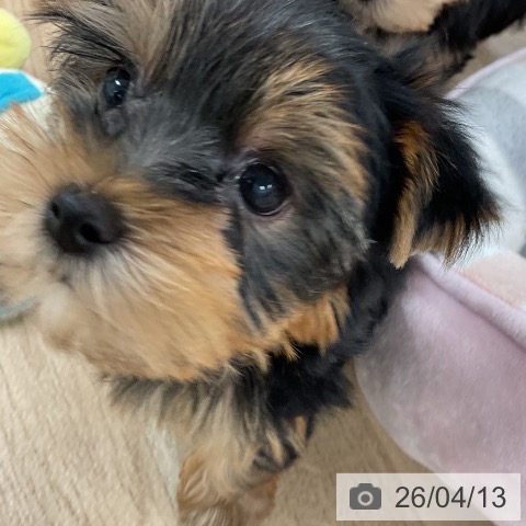 ヨークシャー・テリアの写真