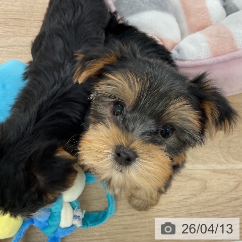 ヨークシャー・テリアの写真