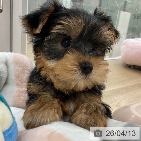 ヨークシャー・テリアの写真