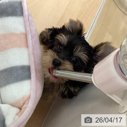 鹿児島県のヨークシャーテリア (ペットプラス 姶良店/2026年2月11日生まれ/男の子/スチールブルータン)の子犬の4枚目の画像