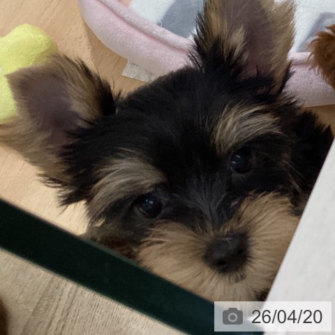 鹿児島県のヨークシャーテリア (ペットプラス 姶良店/2026年2月11日生まれ/男の子/スチールブルータン)の子犬の3枚目の画像