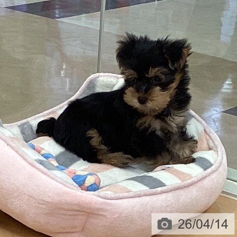 ヨークシャー・テリアの写真