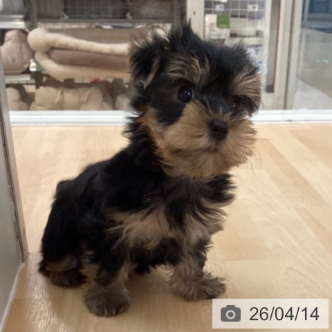 ヨークシャー・テリアの写真