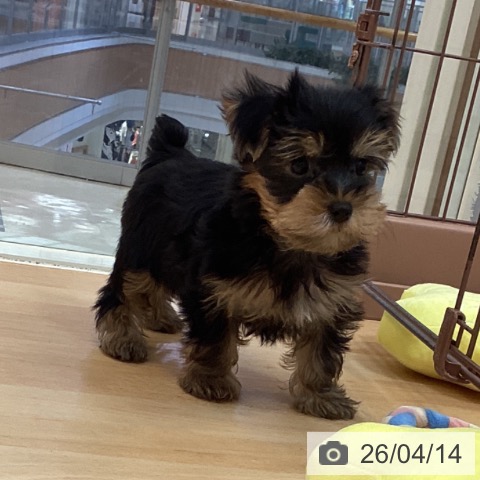 ヨークシャー・テリアの写真