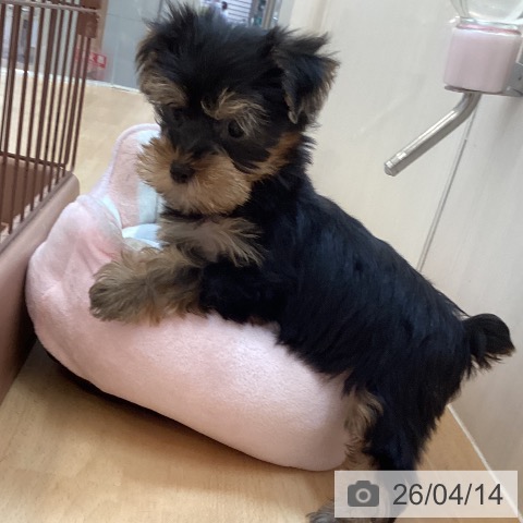 ヨークシャー・テリアの写真