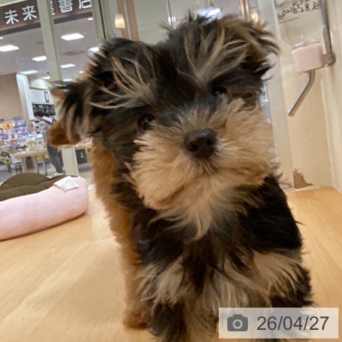 福岡県のヨークシャーテリア (ペットプラス 福岡伊都店/2026年2月11日生まれ/女の子/スチールブルータン)の子犬の3枚目の画像