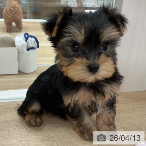 ヨークシャー・テリアの写真