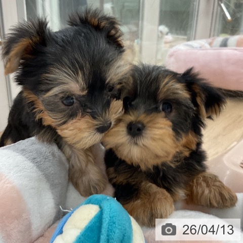 ヨークシャー・テリアの写真