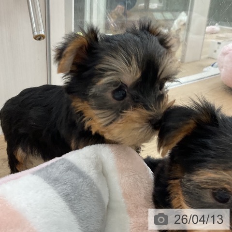 ヨークシャー・テリアの写真